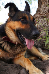 Un pastor alemán con esa mirada tan profunda, sinceramente me enamora, ya que me mira y lo miro, esos ojos grandes y lengua canina son hermosos,
