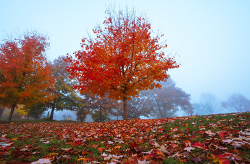 Wide Low Angle Autumn Foggy Fall Foliage Leaves in Park with Moody Blue Mist Fog Clouds in Background. Eerie Halloween Red Colors in Park