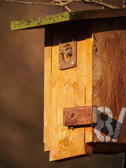 Vogel schaut aus Vogelhaus