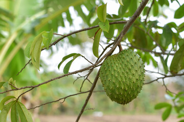 Soursop fruit (Annona muricata) broad-leaved tree, flowering, Soursop fruit is an alternative herbal medicine