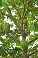 Soursop fruit (Annona muricata) broad-leaved tree, flowering, Soursop fruit is an alternative herbal medicine