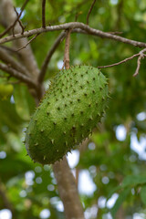 Soursop fruit (Annona muricata) broad-leaved tree, flowering, Soursop fruit is an alternative herbal medicine