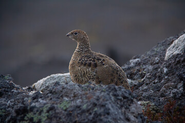 icelandic small bird quail closeup view in wild nature