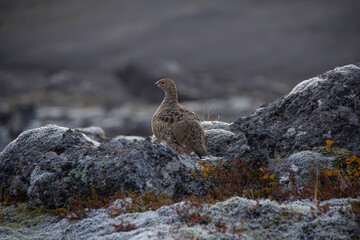 icelandic small bird quail closeup view in wild nature