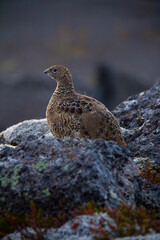 icelandic small bird quail closeup view in wild nature
