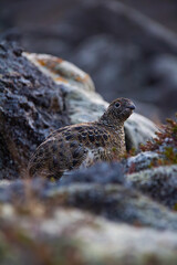 icelandic small bird quail closeup view in wild nature