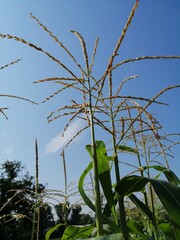 spighe di grano estate campagna italia sana alimentazione bio biologica organica