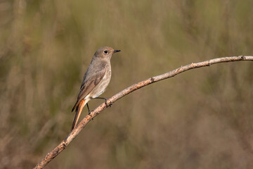 Black Redstart bird perched on a stone
