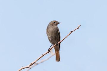 Black Redstart bird perched on a stone