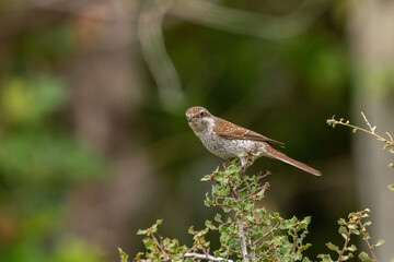 Perching Bird. Red Backed Shrike