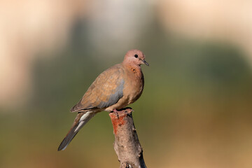 Laughing dove perched on a tree