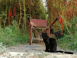 Gatto nero sullo sfondo di una campagna con grappoli di pomodori e attrezzi da lavoro