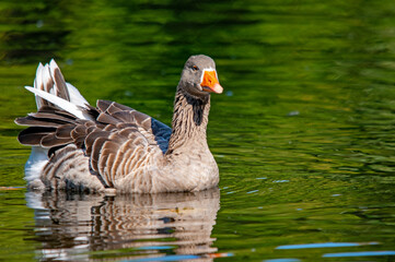 Graugans mit Blick nach vorne