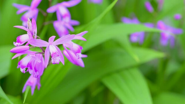 シランの花