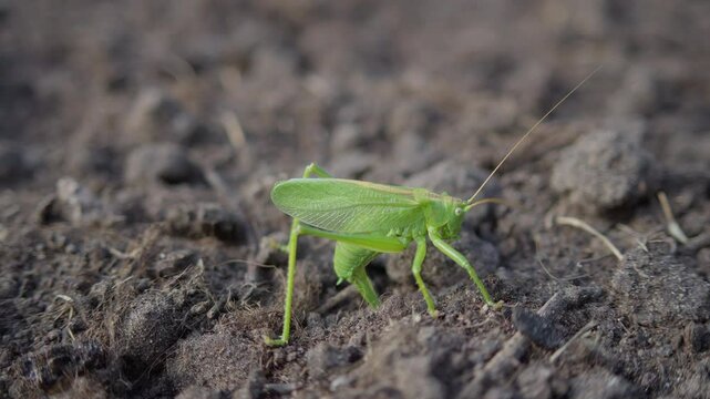 Grasshopper lays eggs larvae digs macro soil