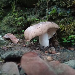 mushrooms in the yard