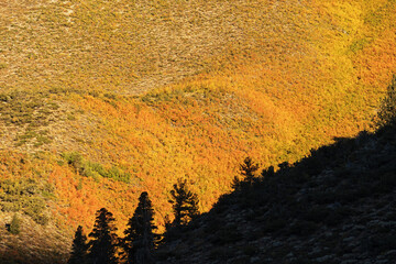 Fall Foliage With Silhouetted Pine Trees