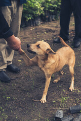 Brown dog hand shaking man with green and park scene