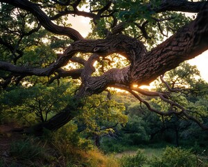 Fototapeta premium Old oak tree with sprawling branches, grand and serene, Nature, Soft greens, Photograph, Natural wonder