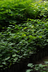 Vertical frame of green foliage background with light and shadow