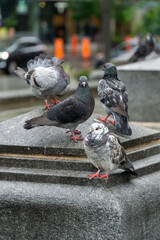 pigeon in the city