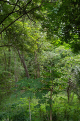 Vertical frame of green several tree with light and shadow