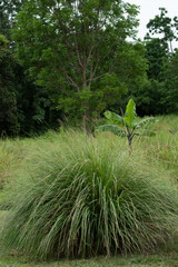Vetiver field and bush with other plant, protecting soil surface from erosion