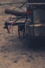 Dog barking with suspiciously mood undet truck in rural vibe