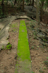 Way covering with green moss in tropical forest