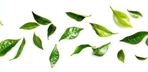 Green tea leaves isolated on a white background