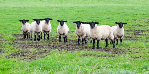 Black faced sheep standing in line on green farm field with ears out