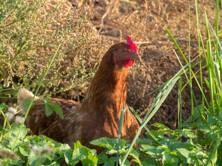 portrait of brown chicken