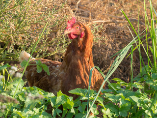portrait of chicken in grass