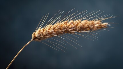 Golden Wheat Ear Close Up Photography
