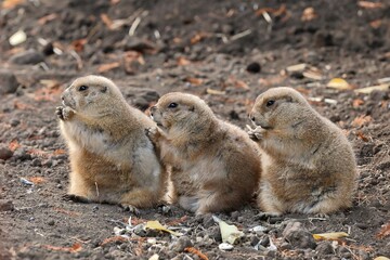 並んでエサを食べる三匹のプレーリードッグ