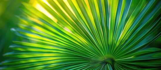 Obraz premium Abstract Tropical Nature Artistic Macro Of Green Palm Tree Leaf