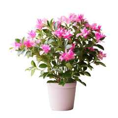 pink chrysanthemum in pot