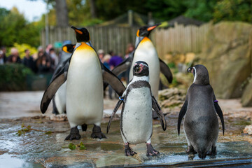 Penguin Parade: Kings and Humboldts at the Zoo