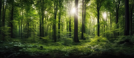 Obraz premium Sunlight Filtering Through a Lush Forest