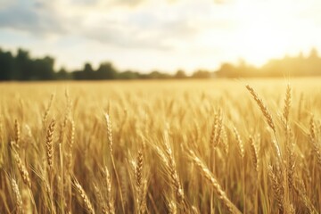 Naklejka premium Golden Fields at Sunset: Nature's Serenity and Abundance in a Wheat Landscape