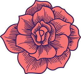 Blooming a Red Rose flower vintage engraving hand drawn. Isolated vector illustration