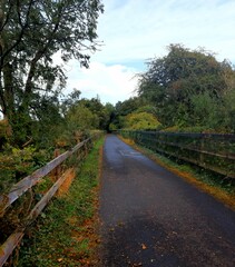 bridge in the forest