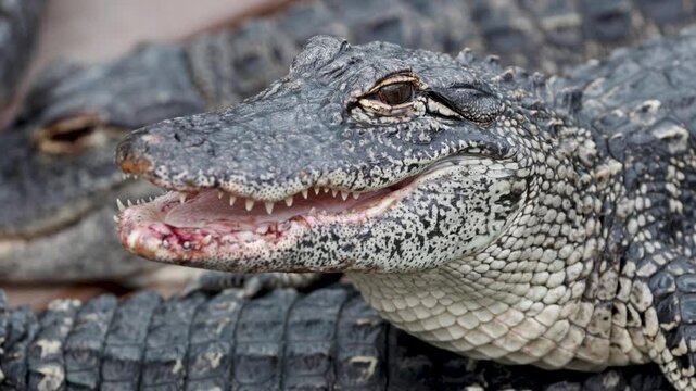 Close up shot of young alligators in Florida. 
