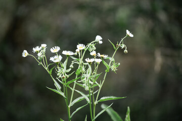 A cluster of small white wildflowers in bloom, standing tall amidst green foliage. The selective focus highlights the flowers' delicate structure against a softly blurred background.