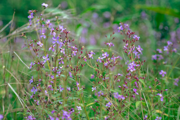 A field of purple wildflowers in full bloom, creating a vibrant and colorful scene. The dense foliage and myriad of flowers capture the essence of a flourishing meadow.