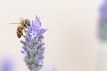 A bee pollinating a lavender flower in a garden, captured in close-up with a soft focus background.