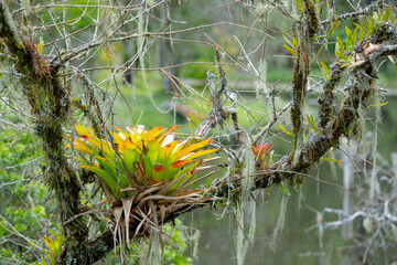 A vibrant bromeliad plant growing on a moss-covered tree branch in a lush forest setting.