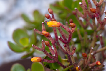 Budding flowers of Crassula ovata, commonly known as Jade Plant, with vibrant red stems and yellow buds.