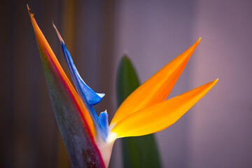 A striking bird of paradise flower with vibrant orange and blue petals, captured in selective focus against a softly blurred background.