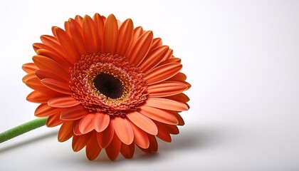 Orange gerbera isolated on white background